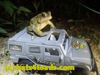 /home//u458753944/public_html/sourcegallery///Toads/P42/P4280747.JPG