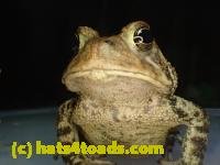 /home//u458753944/public_html/sourcegallery///Toads/P42/P4280755.JPG