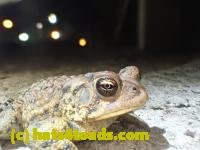 /home//u458753944/public_html/sourcegallery///Toads/P42/P4280758.JPG