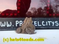 /home//u458753944/public_html/sourcegallery///Toads/P42/P4290768.JPG