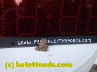 /home//u458753944/public_html/sourcegallery///Toads/P42/P4290769.JPG