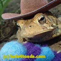 /home//u458753944/public_html/sourcegallery///Toads/P52/P5210027.JPG