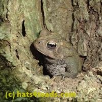 /home//u458753944/public_html/sourcegallery///Toads/P52/P5260534.JPG