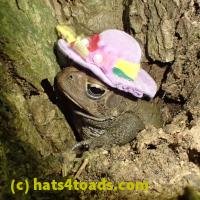 /home//u458753944/public_html/sourcegallery///Toads/P52/P5260536.JPG