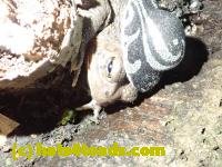 /home//u458753944/public_html/sourcegallery///Toads/P52/P5270498.JPG