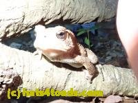 /home//u458753944/public_html/sourcegallery///Toads/P52/P5270503.JPG