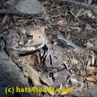 /home//u458753944/public_html/sourcegallery///Toads/P60/P6040670.JPG