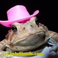 /home//u458753944/public_html/sourcegallery///Toads/P62/P6220192.JPG