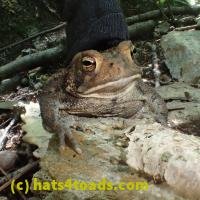 /home//u458753944/public_html/sourcegallery///Toads/P62/P6300747.JPG