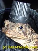 /home//u458753944/public_html/sourcegallery///Toads/P91/P9110199.JPG
