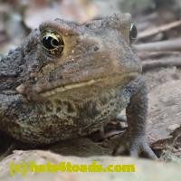 /home//u458753944/public_html/sourcegallery///Toads/P91/P9170060.JPG