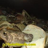 /home//u458753944/public_html/sourcegallery///Toads/P92/P9270075.JPG