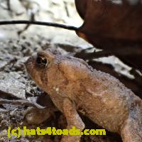 /home//u458753944/public_html/sourcegallery//Toads/P06/PA070131.JPG