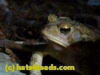 /home//u458753944/public_html/sourcegallery//Toads/P10/P1030124.JPG