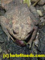 /home//u458753944/public_html/sourcegallery//Toads/P10/P1060864.JPG