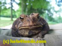 /home//u458753944/public_html/sourcegallery//Toads/P10/P1060866.JPG