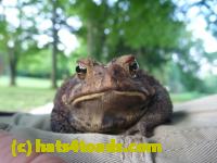 /home//u458753944/public_html/sourcegallery//Toads/P10/P1060867.JPG