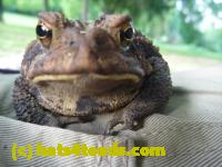 /home//u458753944/public_html/sourcegallery//Toads/P10/P1060868.JPG