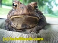 /home//u458753944/public_html/sourcegallery//Toads/P10/P1060869.JPG