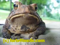 /home//u458753944/public_html/sourcegallery//Toads/P10/P1060870.JPG
