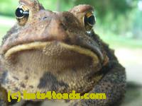 /home//u458753944/public_html/sourcegallery//Toads/P10/P1060871.JPG