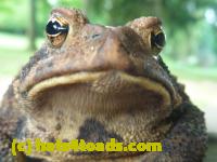 /home//u458753944/public_html/sourcegallery//Toads/P10/P1060872.JPG