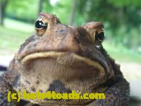 /home//u458753944/public_html/sourcegallery//Toads/P10/P1060873.JPG