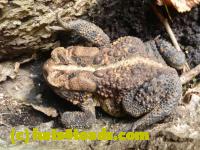 /home//u458753944/public_html/sourcegallery//Toads/P10/P1060874.JPG