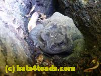 /home//u458753944/public_html/sourcegallery//Toads/P10/P1060996.JPG