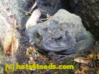 /home//u458753944/public_html/sourcegallery//Toads/P10/P1060997.JPG