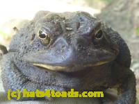 /home//u458753944/public_html/sourcegallery//Toads/P10/P1060999.JPG