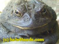 /home//u458753944/public_html/sourcegallery//Toads/P10/P1070002.JPG