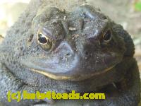/home//u458753944/public_html/sourcegallery//Toads/P10/P1070003.JPG