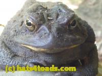 /home//u458753944/public_html/sourcegallery//Toads/P10/P1070004.JPG