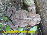 /home//u458753944/public_html/sourcegallery//Toads/P10/P1070297.JPG