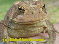 /home//u458753944/public_html/sourcegallery//Toads/P10/P1070300.JPG