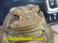 /home//u458753944/public_html/sourcegallery//Toads/P10/P1070301.JPG