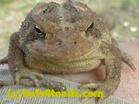 /home//u458753944/public_html/sourcegallery//Toads/P10/P1070303.JPG