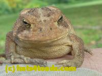 /home//u458753944/public_html/sourcegallery//Toads/P10/P1070304.JPG