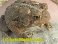 /home//u458753944/public_html/sourcegallery//Toads/P10/P1070307.JPG