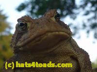 /home//u458753944/public_html/sourcegallery//Toads/P10/P1070309.JPG