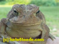 /home//u458753944/public_html/sourcegallery//Toads/P10/P1070312.JPG