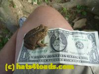 /home//u458753944/public_html/sourcegallery//Toads/P10/P1070313.JPG