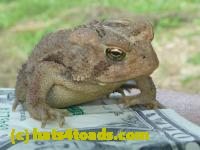 /home//u458753944/public_html/sourcegallery//Toads/P10/P1070314.JPG