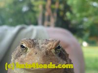 /home//u458753944/public_html/sourcegallery//Toads/P10/P1070316.JPG