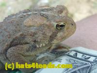 /home//u458753944/public_html/sourcegallery//Toads/P10/P1070317.JPG