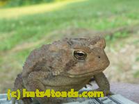 /home//u458753944/public_html/sourcegallery//Toads/P10/P1070318.JPG