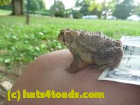 /home//u458753944/public_html/sourcegallery//Toads/P10/P1070319.JPG