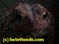 /home//u458753944/public_html/sourcegallery//Toads/P10/P1080165.JPG