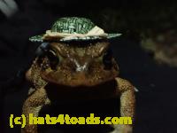 /home//u458753944/public_html/sourcegallery//Toads/P10/PA100089.JPG